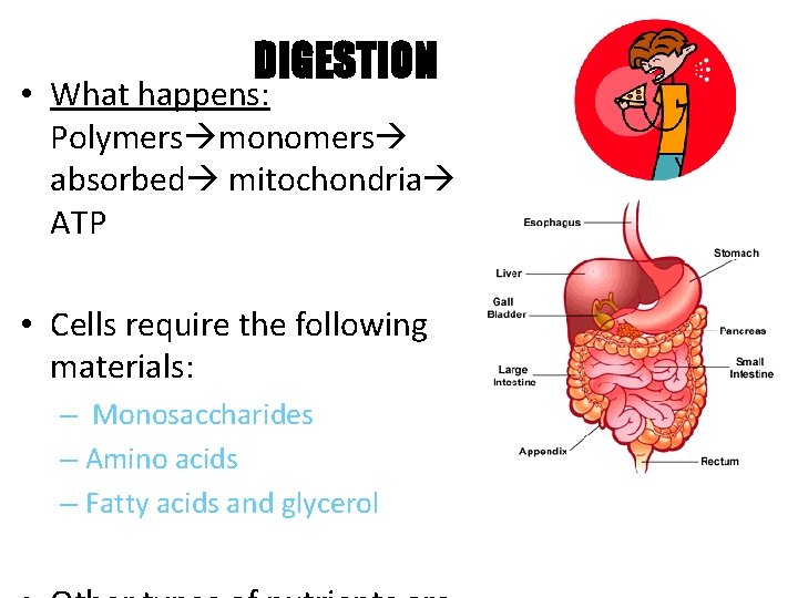 DIGESTION • What happens: Polymers monomers absorbed mitochondria ATP • Cells require the following