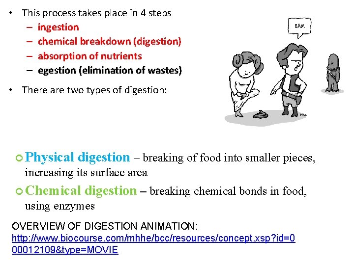  • This process takes place in 4 steps – ingestion – chemical breakdown
