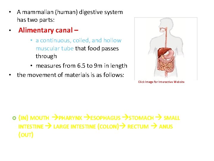  • A mammalian (human) digestive system has two parts: • Alimentary canal –