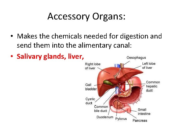 Accessory Organs: • Makes the chemicals needed for digestion and send them into the