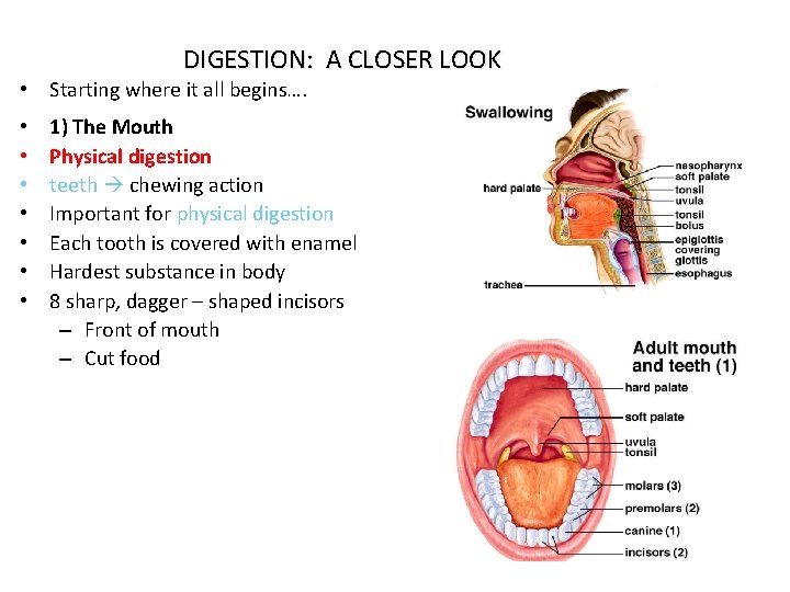 DIGESTION: A CLOSER LOOK • Starting where it all begins…. • • 1) The