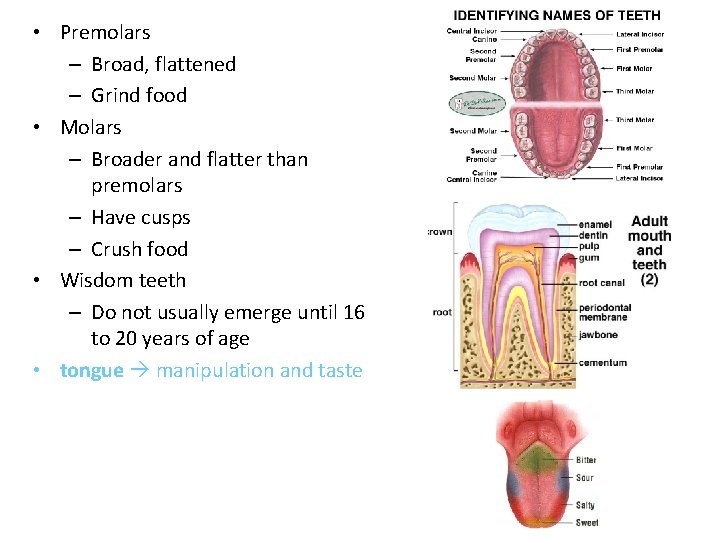  • Premolars – Broad, flattened – Grind food • Molars – Broader and
