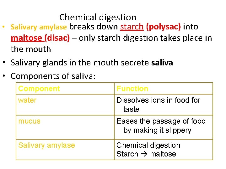 Chemical digestion • Salivary amylase breaks down starch (polysac) into maltose (disac) – only