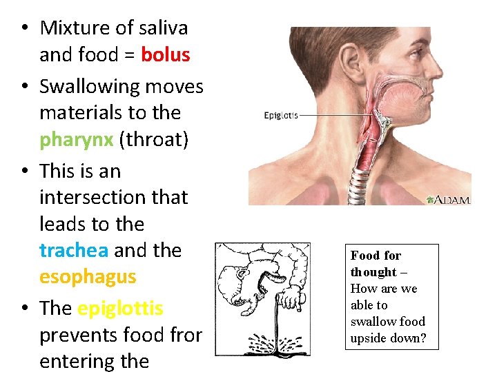  • Mixture of saliva and food = bolus • Swallowing moves materials to