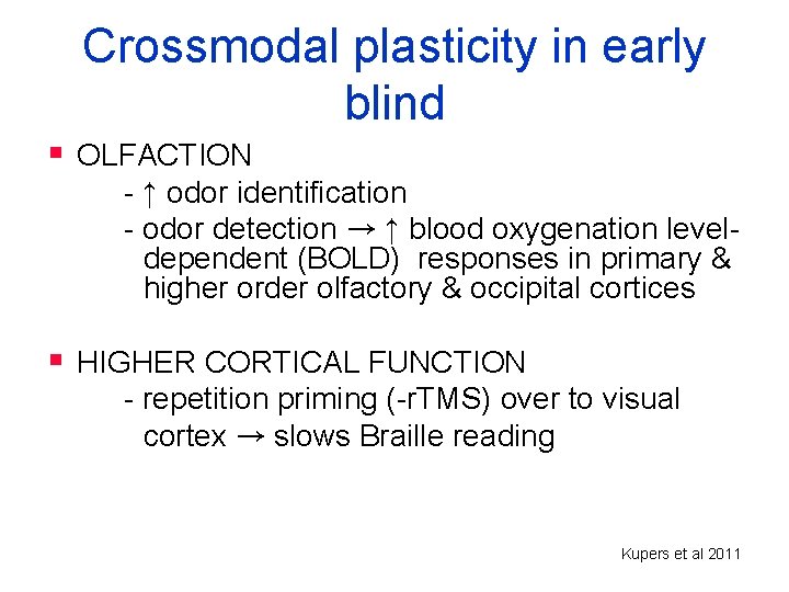 Crossmodal plasticity in early blind § OLFACTION - ↑ odor identification - odor detection