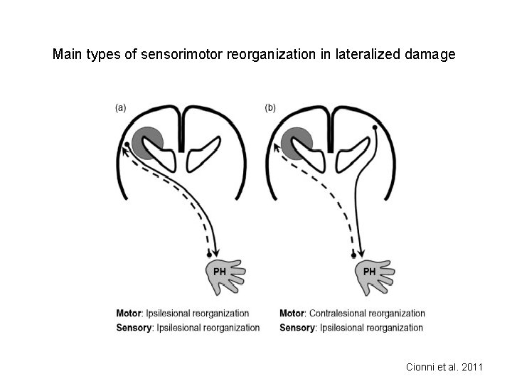 Main types of sensorimotor reorganization in lateralized damage Cionni et al. 2011 