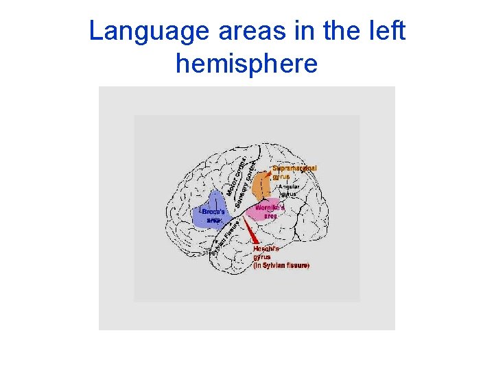Language areas in the left hemisphere 