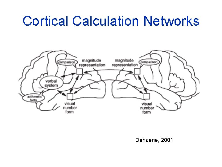 Cortical Calculation Networks Dehaene, 2001 