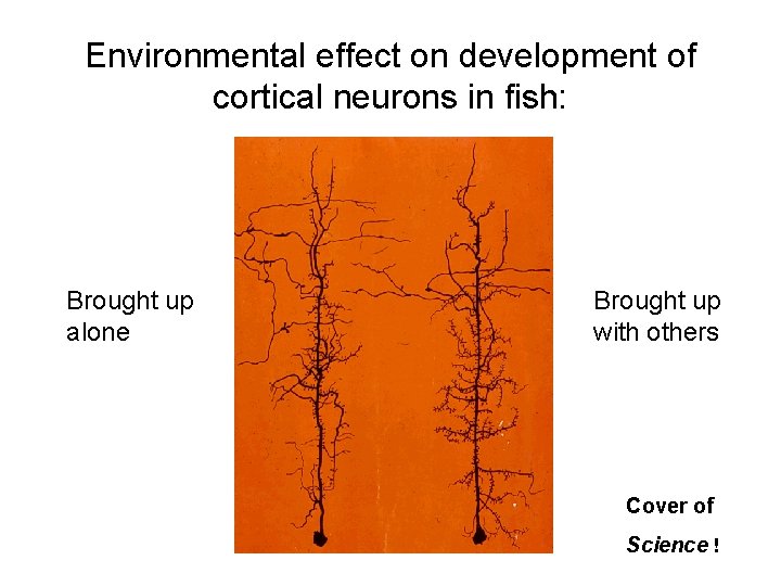 Environmental effect on development of cortical neurons in fish: Brought up alone Brought up