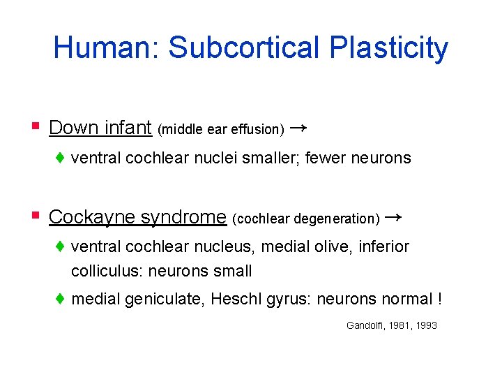 Human: Subcortical Plasticity § Down infant (middle ear effusion) → ♦ ventral cochlear nuclei
