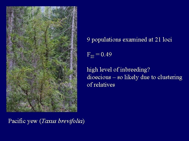 9 populations examined at 21 loci FIS = 0. 49 high level of inbreeding?