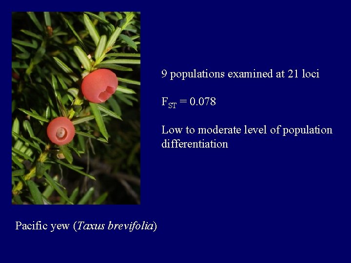 9 populations examined at 21 loci FST = 0. 078 Low to moderate level