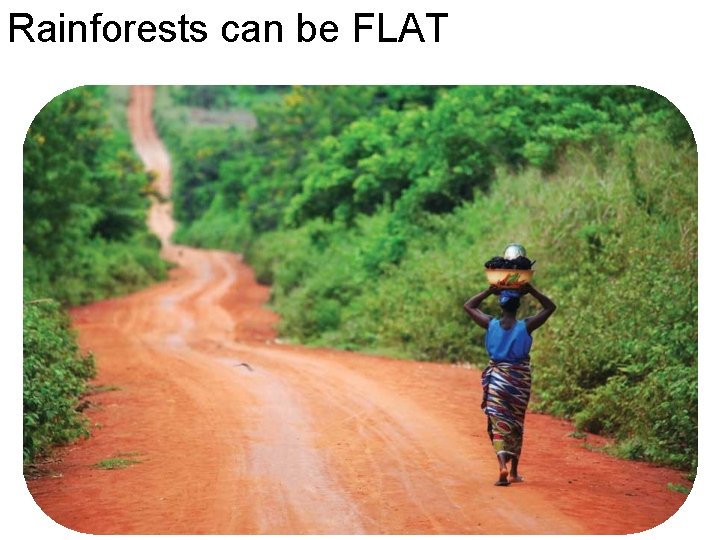 Rainforests can be FLAT 