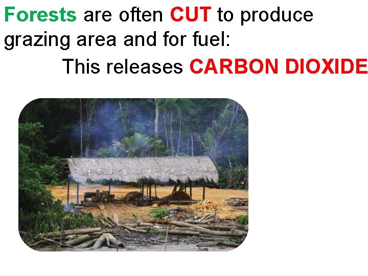 Forests are often CUT to produce grazing area and for fuel: This releases CARBON