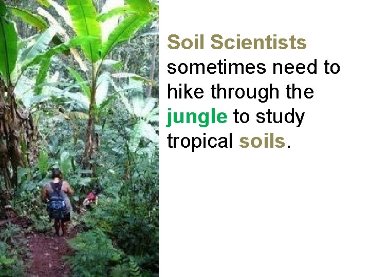 Soil Scientists sometimes need to hike through the jungle to study tropical soils. 