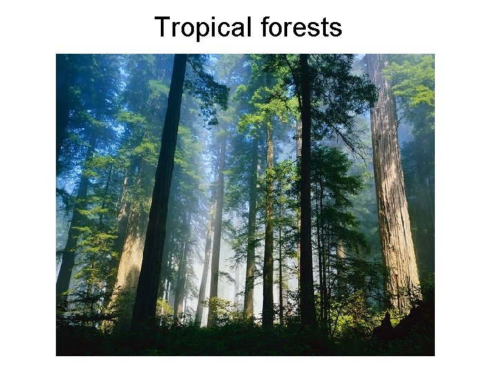 Tropical forests 