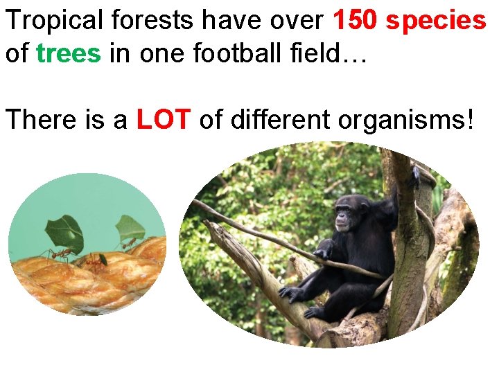 Tropical forests have over 150 species of trees in one football field… There is