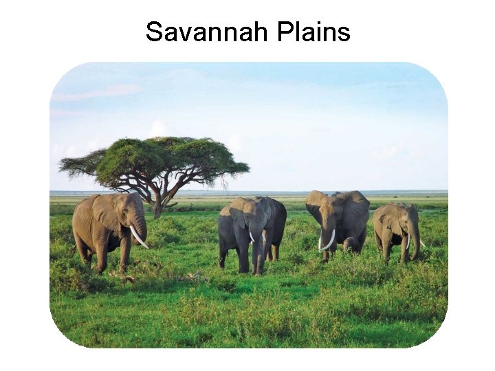 Savannah Plains 