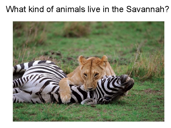 What kind of animals live in the Savannah? 