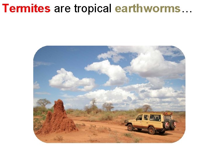 Termites are tropical earthworms… 