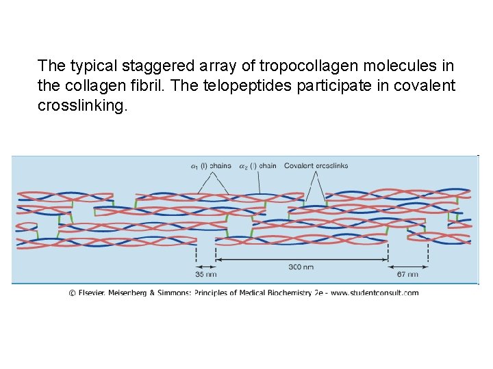 The typical staggered array of tropocollagen molecules in the collagen fibril. The telopeptides participate The typical staggered array of tropocollagen molecules in the collagen fibril. The telopeptides participate