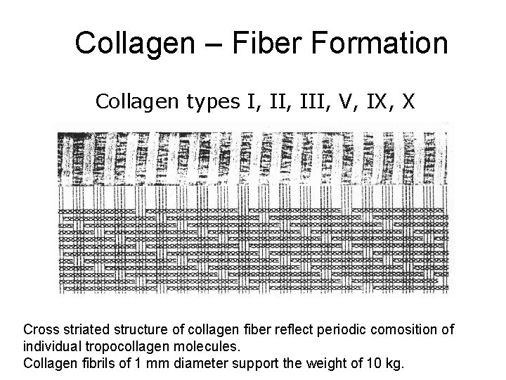 Collagen – Fiber Formation Collagen types I, III, V, IX, X Cross striated structure Collagen – Fiber Formation Collagen types I, III, V, IX, X Cross striated structure