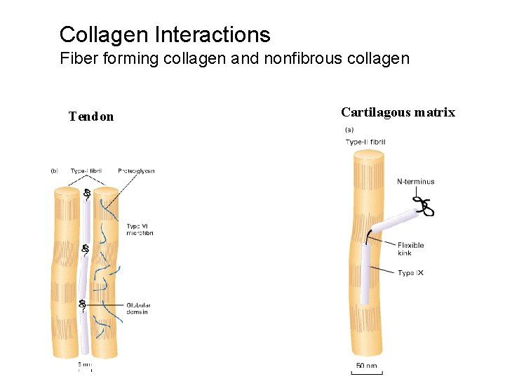 Collagen Interactions Fiber forming collagen and nonfibrous collagen Tendon Cartilagous matrix  Collagen Interactions Fiber forming collagen and nonfibrous collagen Tendon Cartilagous matrix