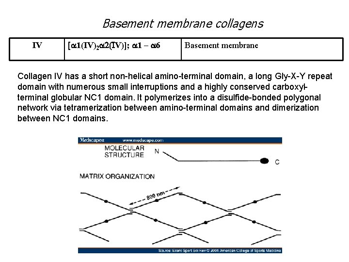 Basement membrane collagens IV [a 1(IV)2 a 2(IV)]; a 1 – a 6 Basement