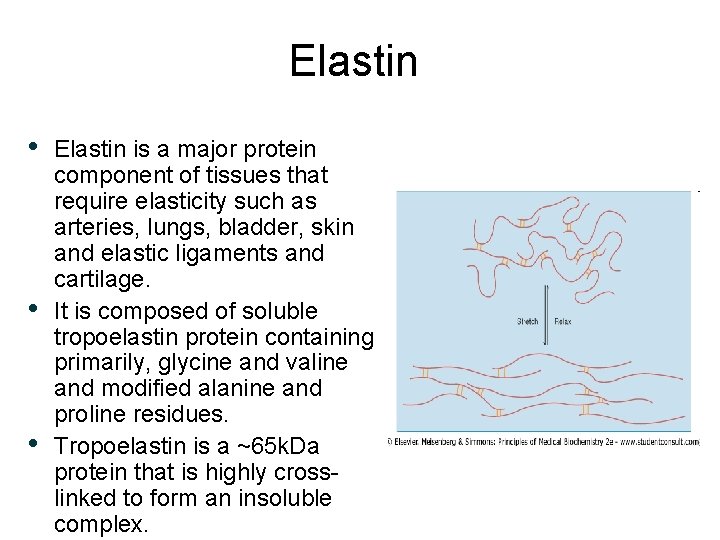 Elastin • • • Elastin is a major protein component of tissues that require Elastin • • • Elastin is a major protein component of tissues that require