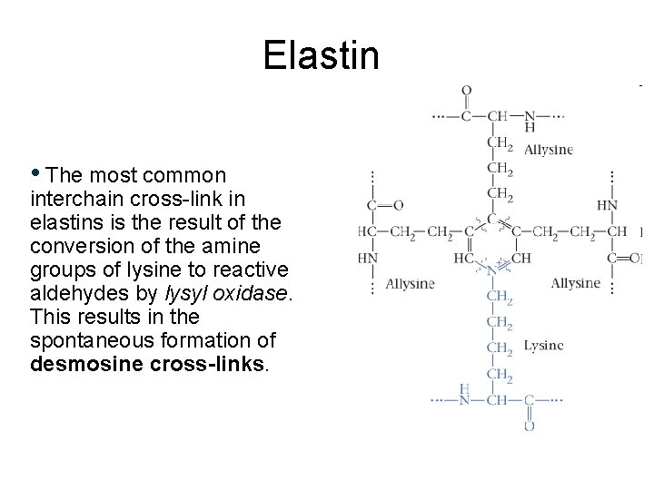 Elastin • The most common interchain cross-link in elastins is the result of the Elastin • The most common interchain cross-link in elastins is the result of the