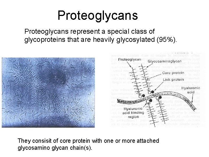 Proteoglycans represent a special class of glycoproteins that are heavily glycosylated (95%). They consisit Proteoglycans represent a special class of glycoproteins that are heavily glycosylated (95%). They consisit