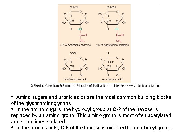 • Amino sugars and uronic acids are the most common building blocks of  • Amino sugars and uronic acids are the most common building blocks of