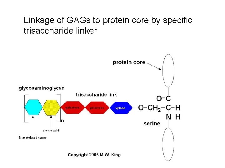 Linkage of GAGs to protein core by specific trisaccharide linker  Linkage of GAGs to protein core by specific trisaccharide linker