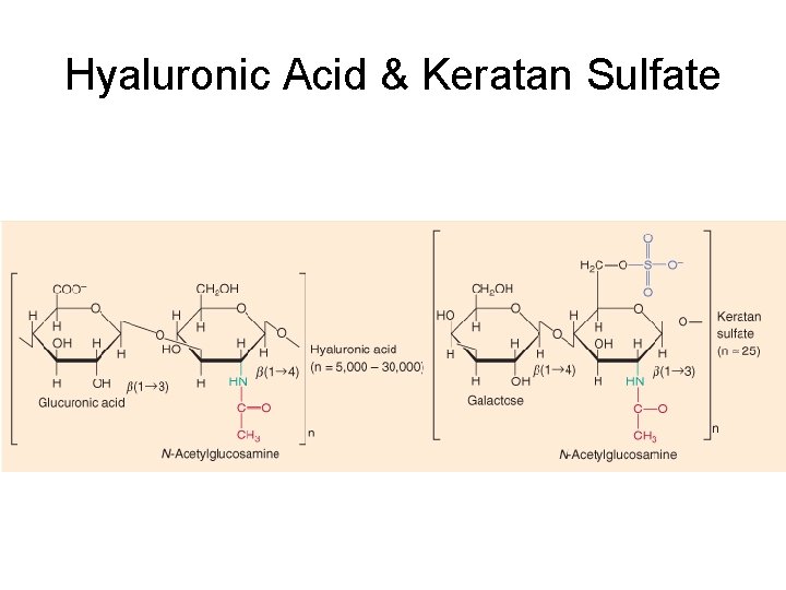 Hyaluronic Acid & Keratan Sulfate  Hyaluronic Acid & Keratan Sulfate