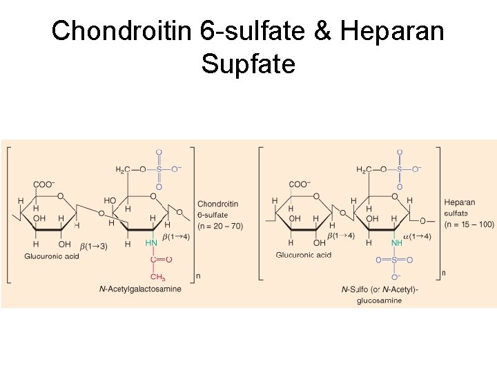 Chondroitin 6 -sulfate & Heparan Supfate  Chondroitin 6 -sulfate & Heparan Supfate