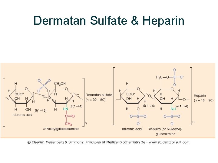 Dermatan Sulfate & Heparin  Dermatan Sulfate & Heparin