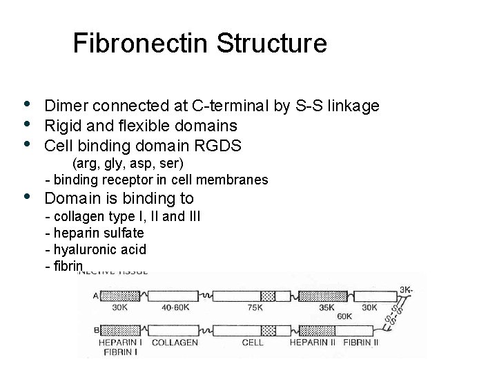 Fibronectin Structure • Dimer connected at C-terminal by S-S linkage • Rigid and flexible Fibronectin Structure • Dimer connected at C-terminal by S-S linkage • Rigid and flexible