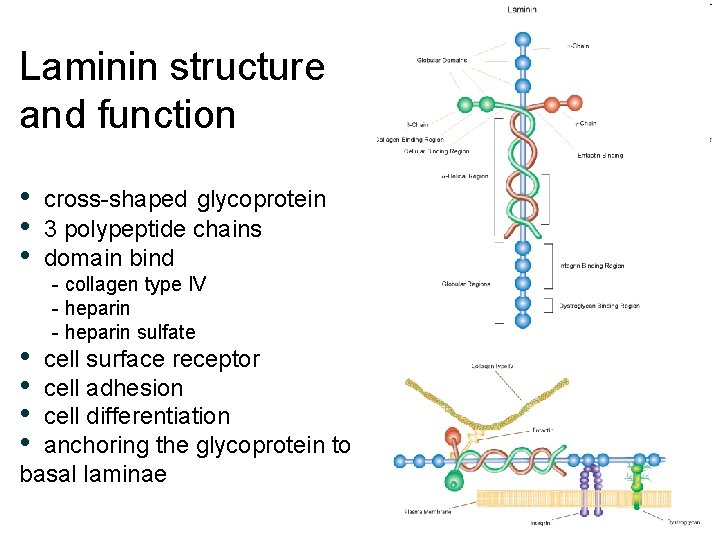 Laminin structure and function • cross-shaped glycoprotein • 3 polypeptide chains • domain bind Laminin structure and function • cross-shaped glycoprotein • 3 polypeptide chains • domain bind