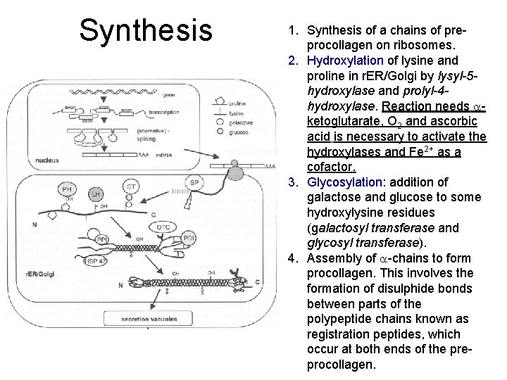 Synthesis 1. Synthesis of a chains of preprocollagen on ribosomes. 2. Hydroxylation of lysine Synthesis 1. Synthesis of a chains of preprocollagen on ribosomes. 2. Hydroxylation of lysine