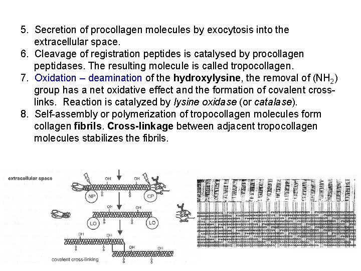 5. Secretion of procollagen molecules by exocytosis into the extracellular space. 6. Cleavage of 5. Secretion of procollagen molecules by exocytosis into the extracellular space. 6. Cleavage of