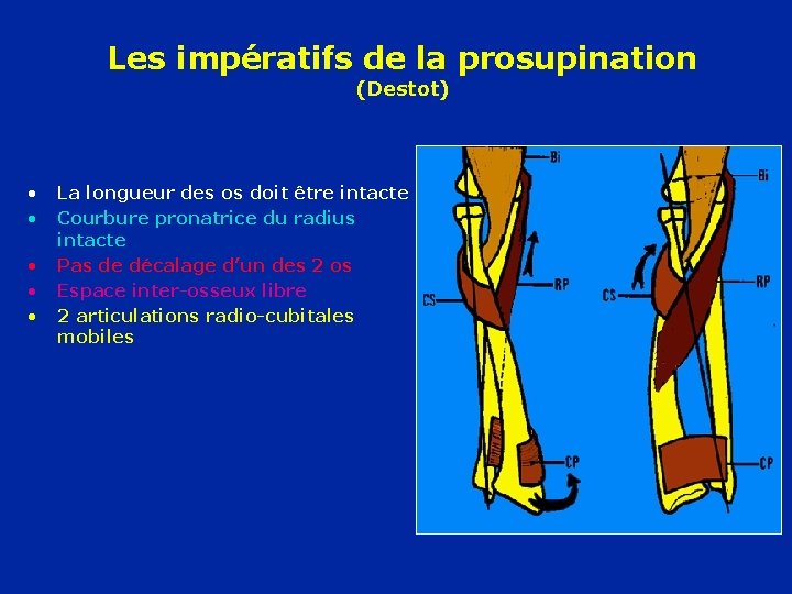 Les impératifs de la prosupination (Destot) • • • La longueur des os doit