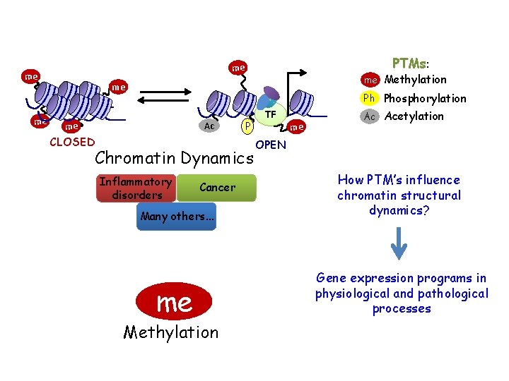 me me PTMs: me me Methylation me Ph Phosphorylation Ac me CLOSED P Chromatin