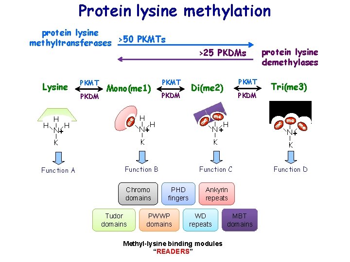 Protein lysine methylation protein lysine methyltransferases >50 PKMTs H H N+ H PKMT PKDM