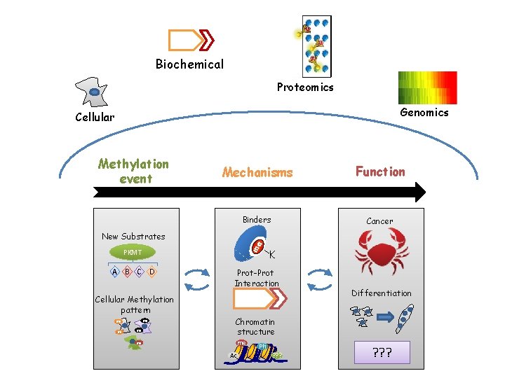 Biochemical Proteomics Genomics Cellular Methylation event Mechanisms Function Binders Cancer me New Substrates PKMT