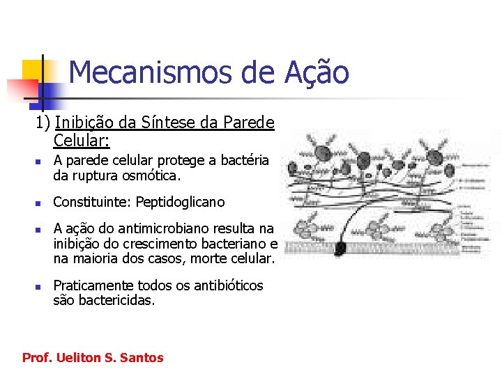 Mecanismos de Ação 1) Inibição da Síntese da Parede Celular: n n A parede