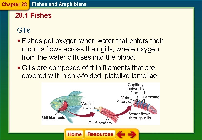 Chapter 28 Fishes and Amphibians Section 1 Fishes