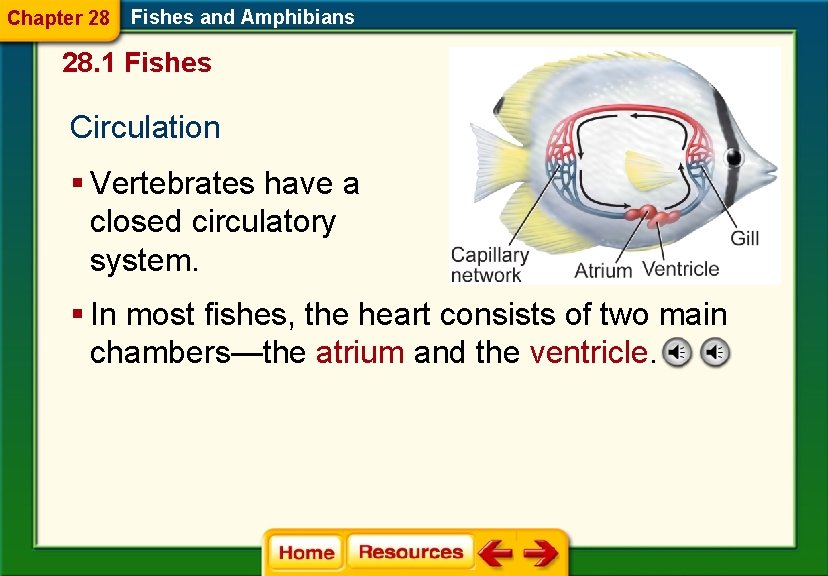 Chapter 28 Fishes and Amphibians 28. 1 Fishes Circulation § Vertebrates have a closed