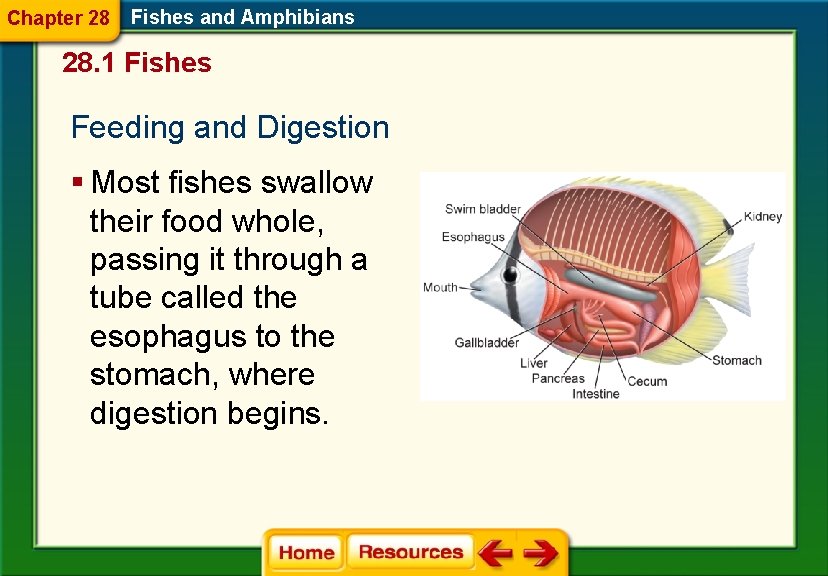 Chapter 28 Fishes and Amphibians 28. 1 Fishes Feeding and Digestion § Most fishes