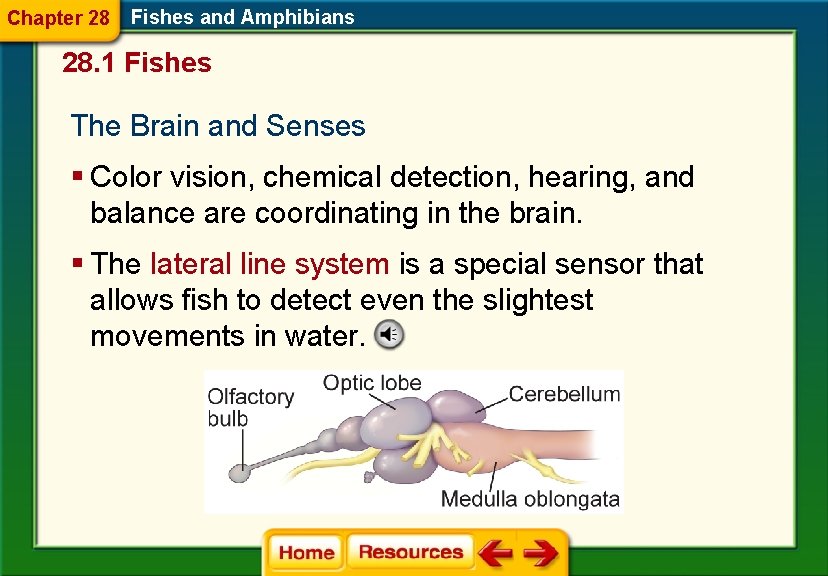 Chapter 28 Fishes and Amphibians 28. 1 Fishes The Brain and Senses § Color