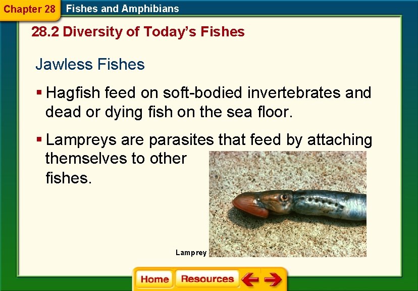 Chapter 28 Fishes and Amphibians 28. 2 Diversity of Today’s Fishes Jawless Fishes §